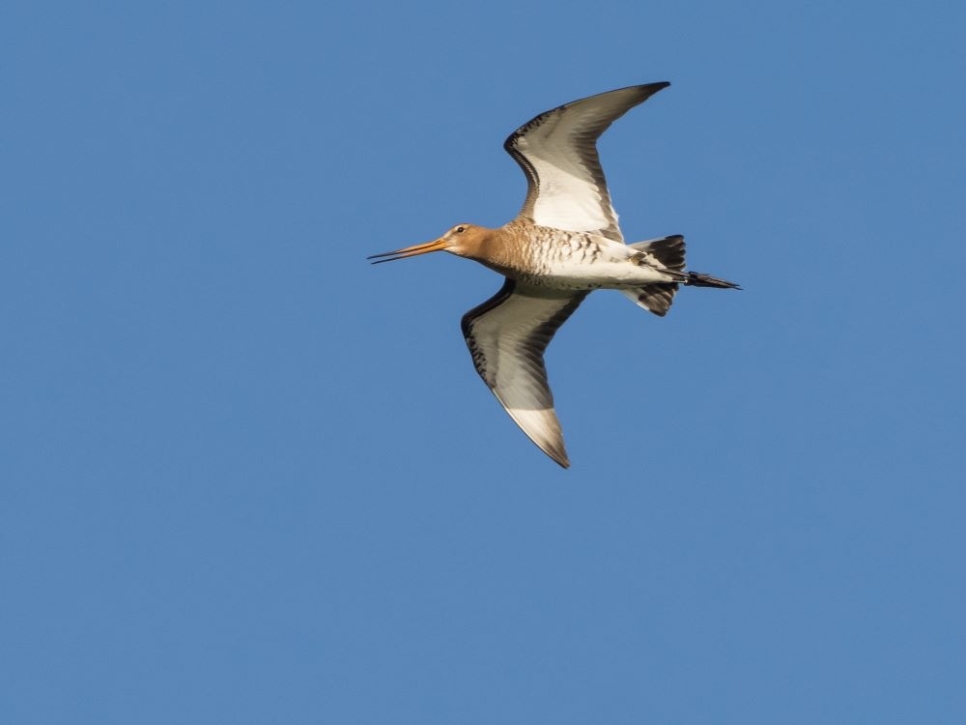 View: Dawn Chorus Walk